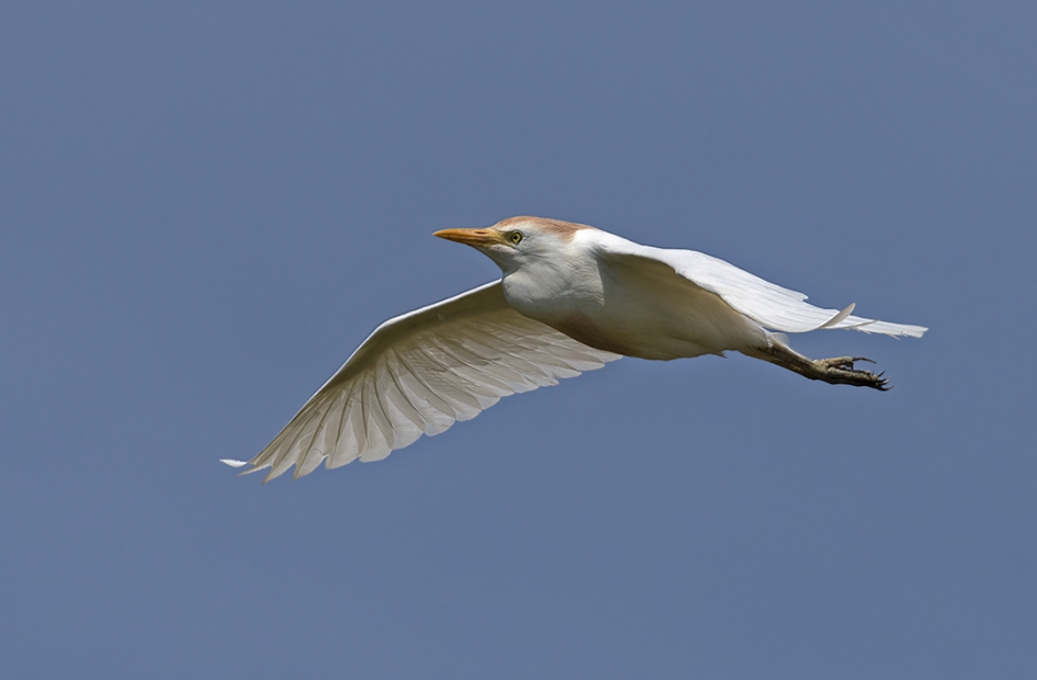 koereiger in de vlucht - Vogels - Koereiger