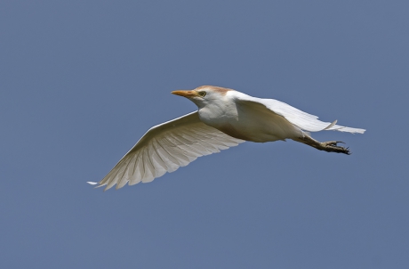 koereiger in de vlucht