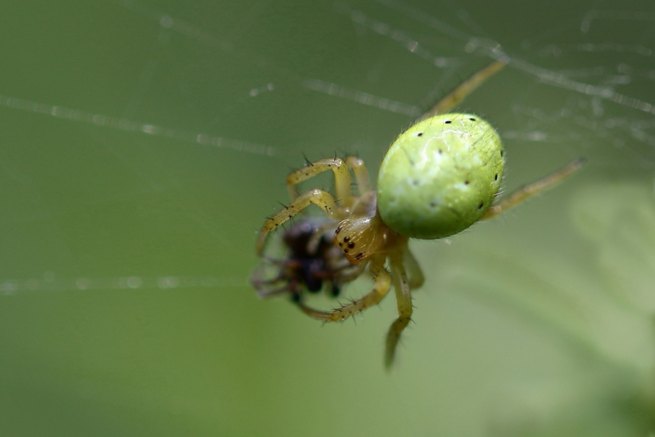 komkommerspin - Geleedpotigen - komkommerspin