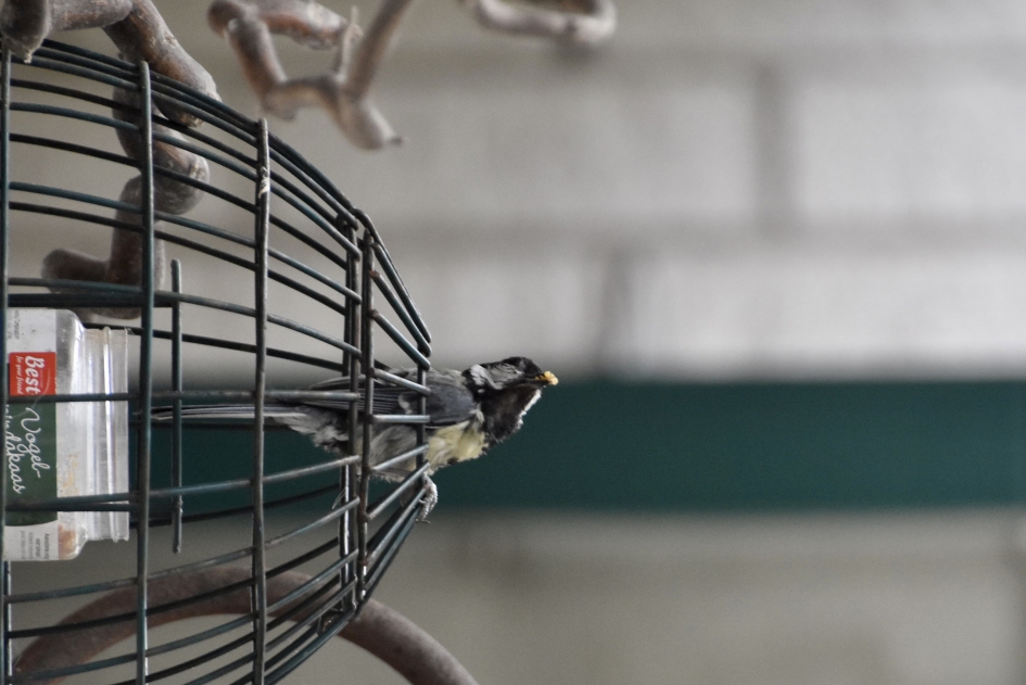 Koolmees met pindakaas - Vogels - 