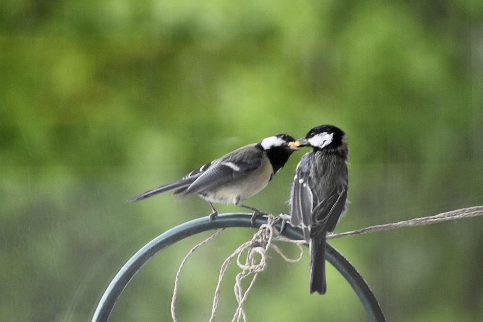 Koolmezen - Vogels - 