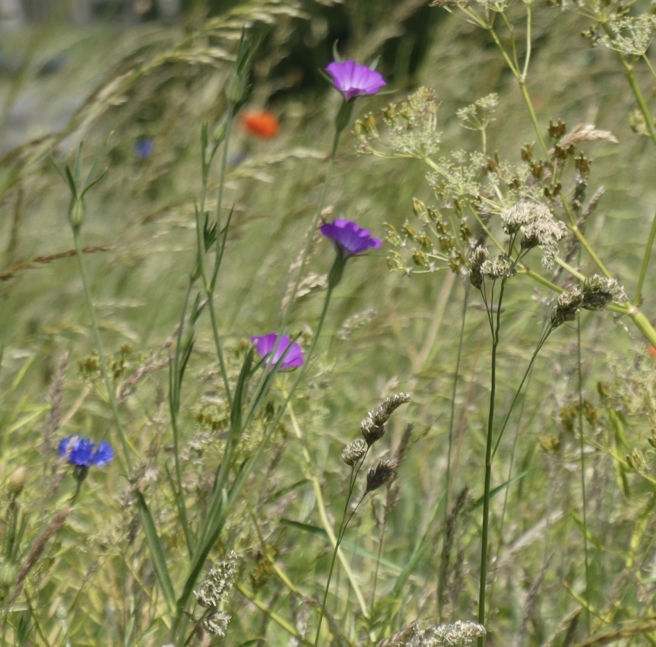 Korenbloem en bolderik - Planten - 