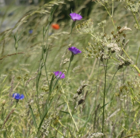 Korenbloem en bolderik