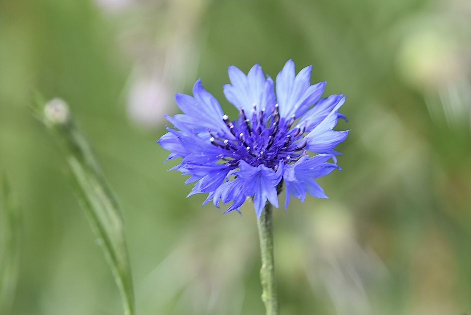 Korenbloem - Planten - 