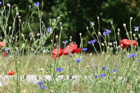 Korenbloemen en klaprozen
