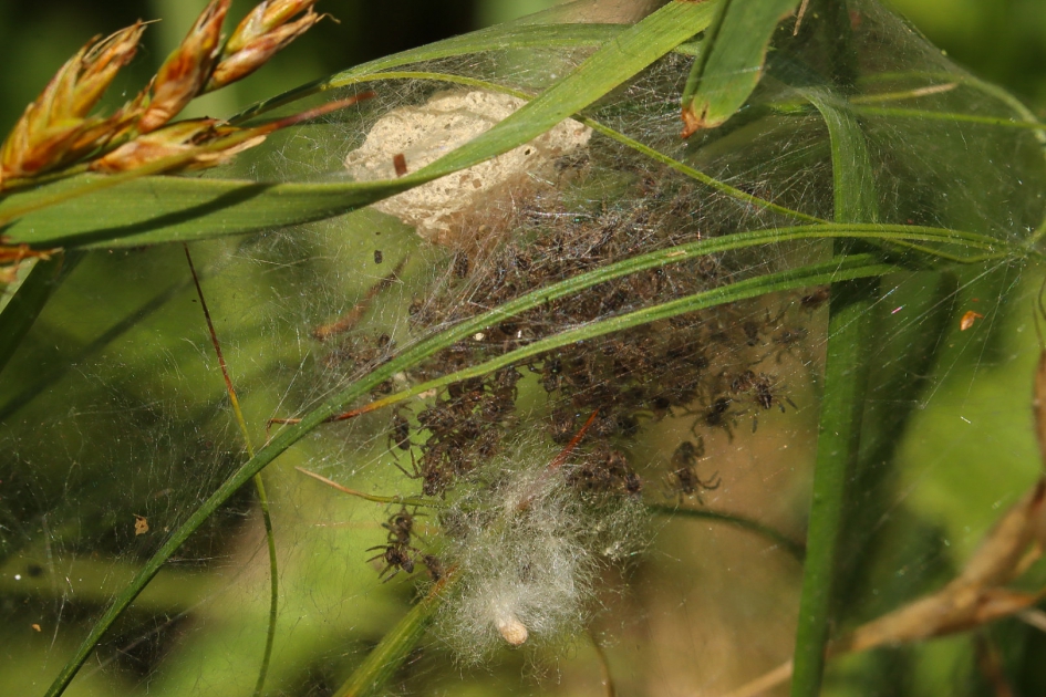 Kraamweb van de kraamwebspin - Geleedpotigen - Kraamwebspin