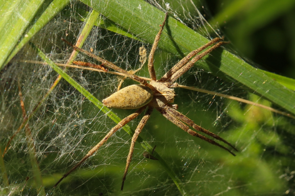 Kraamwebspin - Geleedpotigen - Kraamwebspin