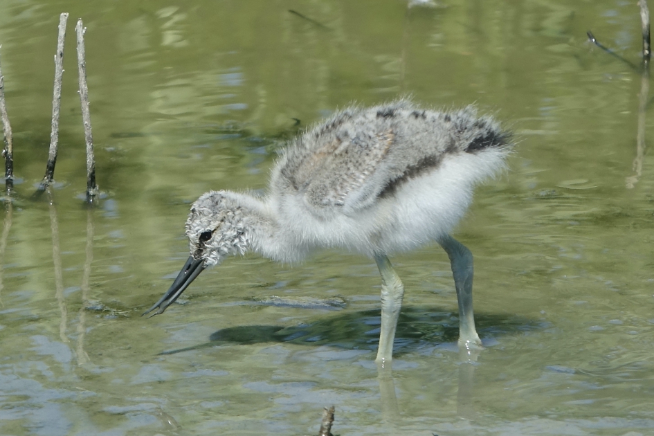 Krachtige poten - Vogels - Kluut