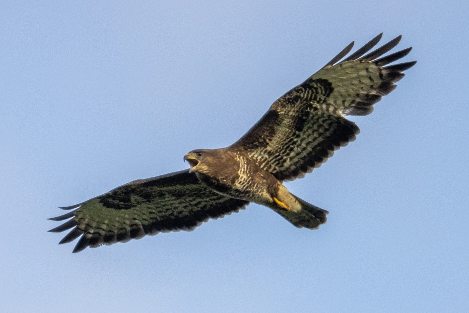 Krijsende Buizerd - Vogels - Buizerd