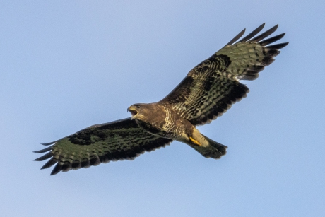 Krijsende Buizerd