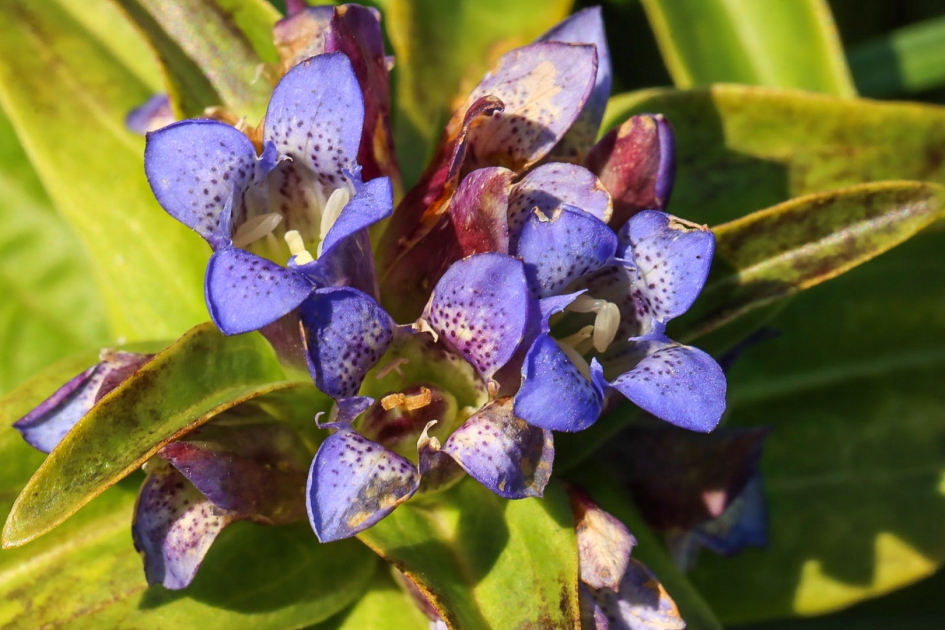 Kruisbladgentiaan - Planten - Kruisbladgentiaan