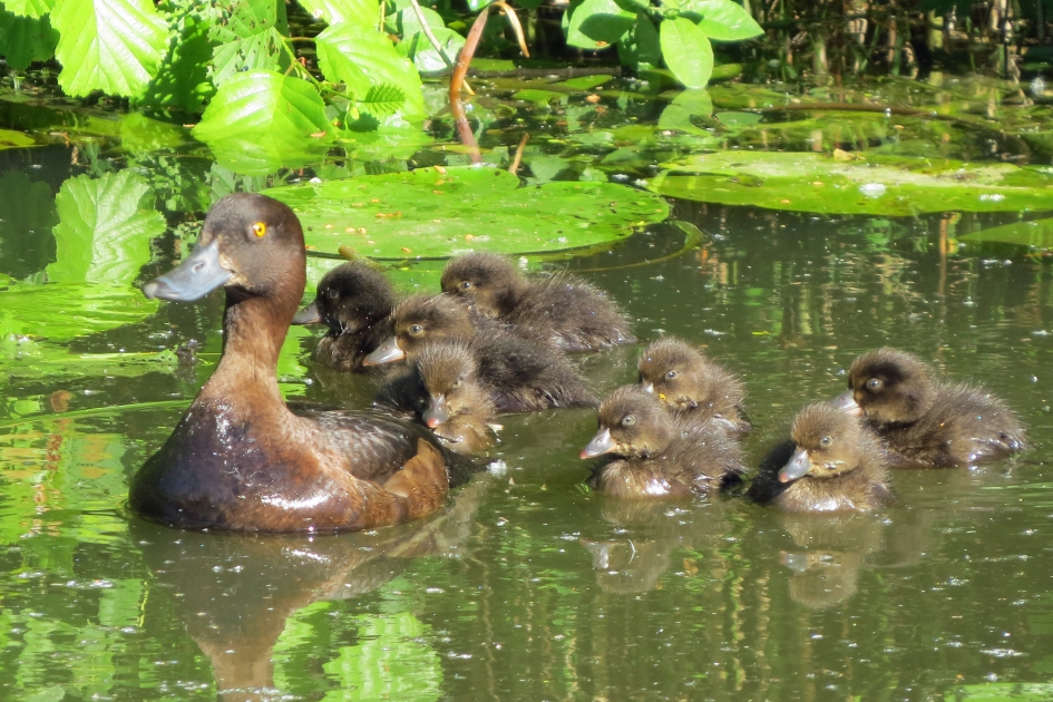Kuifeendjes - Vogels - 