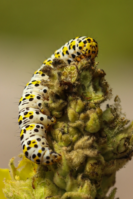 Kuifvlinderrups op gele toorts