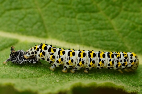 Kuifvlinderrups vervelt