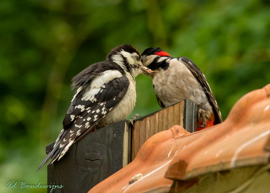 Laatste hapje - Vogels - Grote Bonte Specht