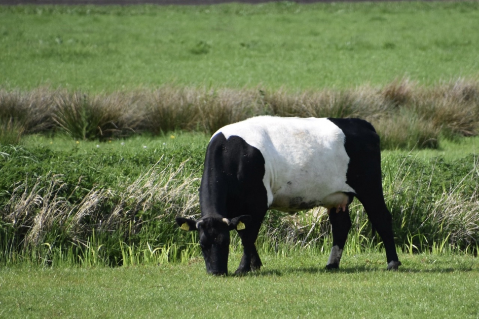 Lakenvelder - Zoogdieren - 