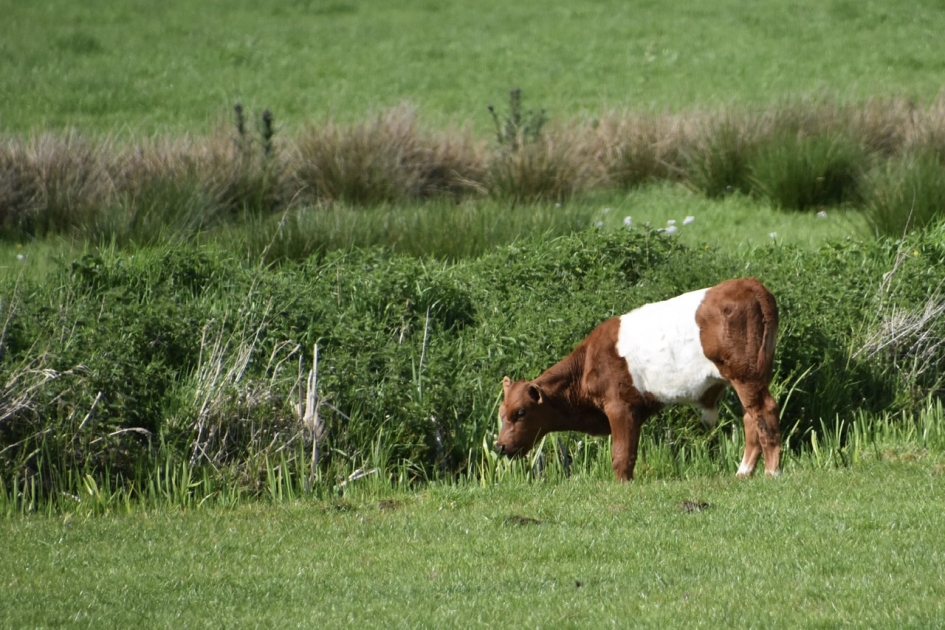 Lakenvelder kalf - Zoogdieren - 