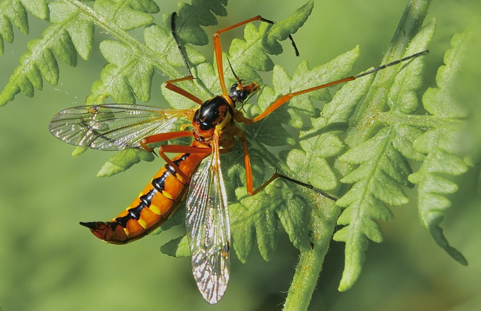 Langpoot - Geleedpotigen - 