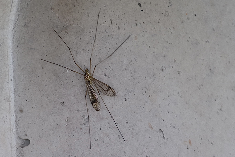 Langpootmug - Vogels - 