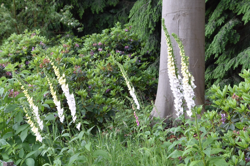 Langs het fietspad - Planten - 