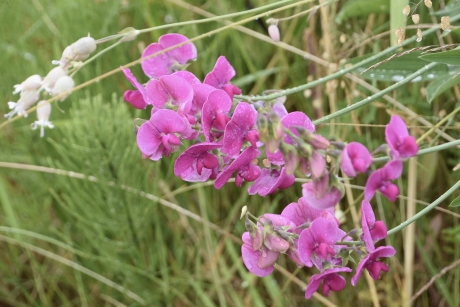 Lathyrus