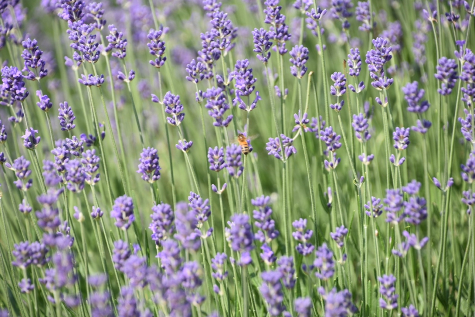 Lavendel - Planten - 