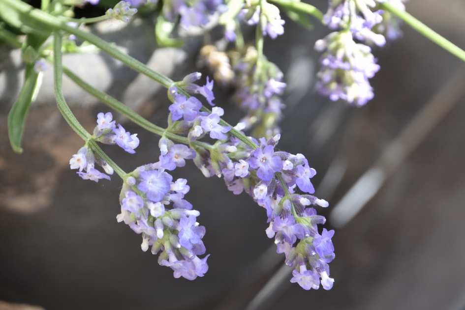 Sierlijk bloemetje - Planten - 