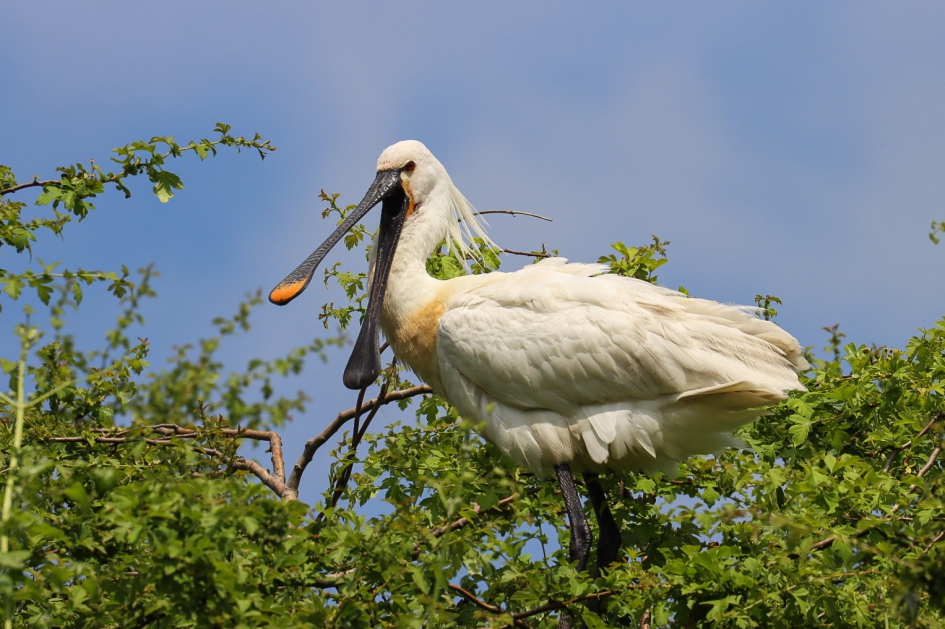 Lepelaar 1/3 - Vogels - Lepelaar