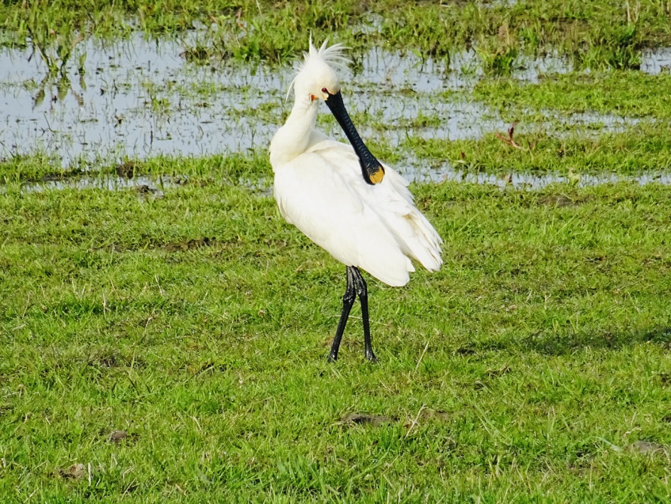Lepelaar - Vogels - Lepelaar