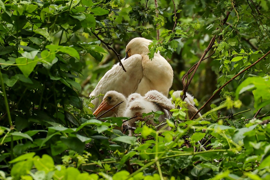 Lepelaarsgezin op nest 3/3 - Vogels - Lepelaar