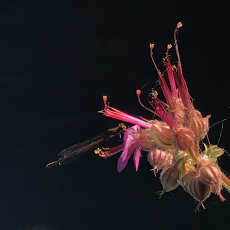 Libelle
