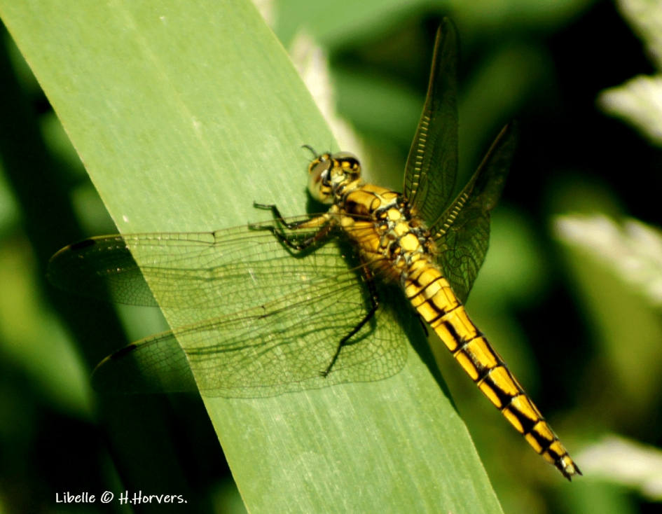 Libelle - Geleedpotigen - Libelle