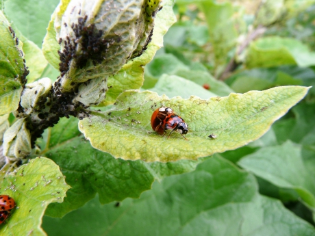 Lieve heersbeestjes.