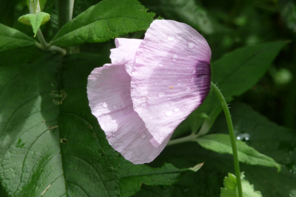 Lila papaver - Planten - 