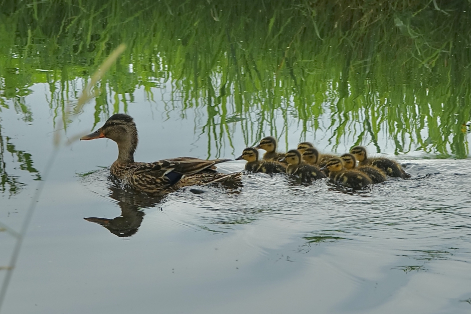 Ma en haar voorbeeldige kroost - Vogels - Wilde Eend