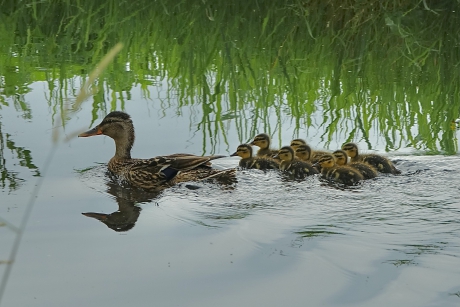 Ma en haar voorbeeldige kroost
