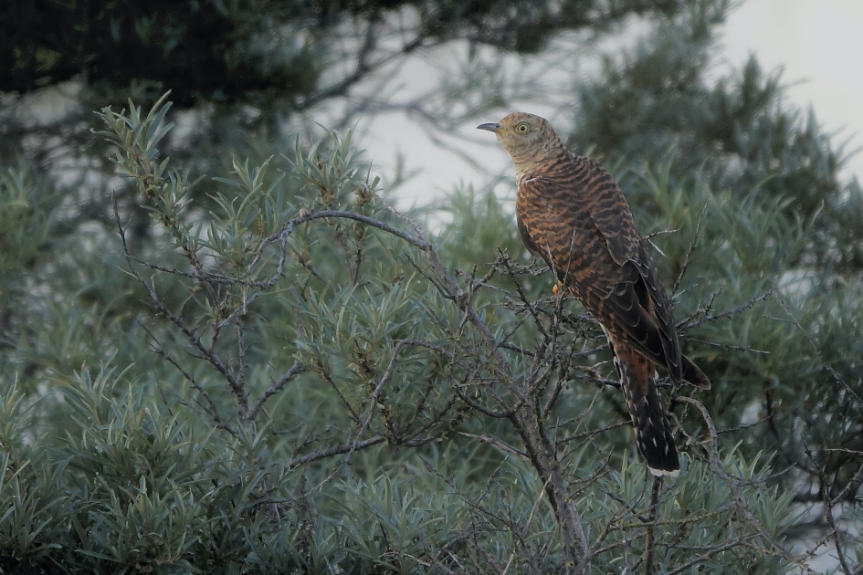 Koekoek (v) - Vogels - Koekoek