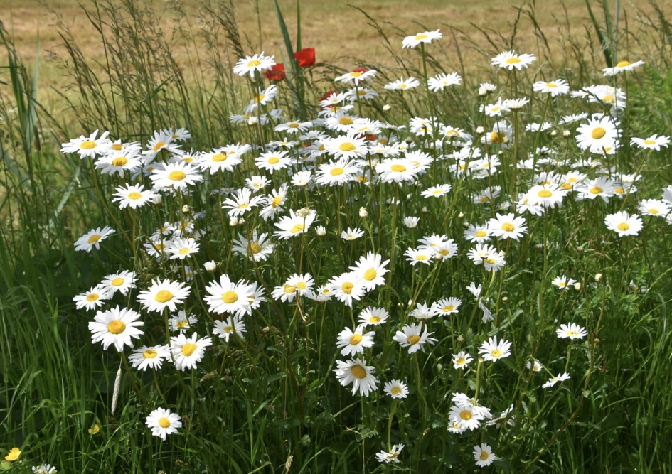 Margrieten - Planten - 