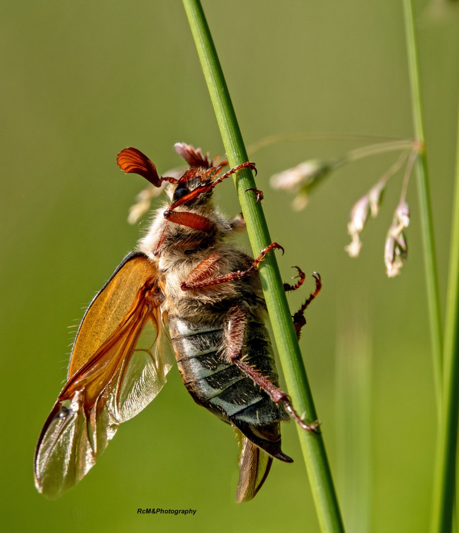 Meikever. - Geleedpotigen - Meikever.