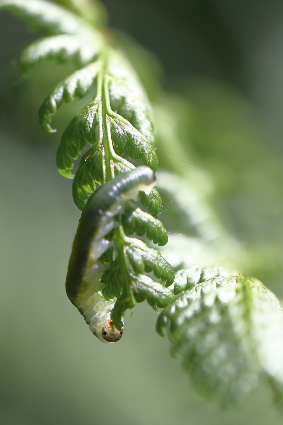 met andere ogen zien - Geleedpotigen - bladwesp