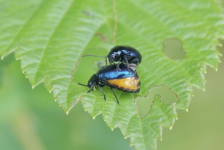 Mevrouw Elzenhaan is niet onder de indruk
