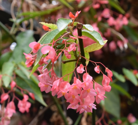 Begonia