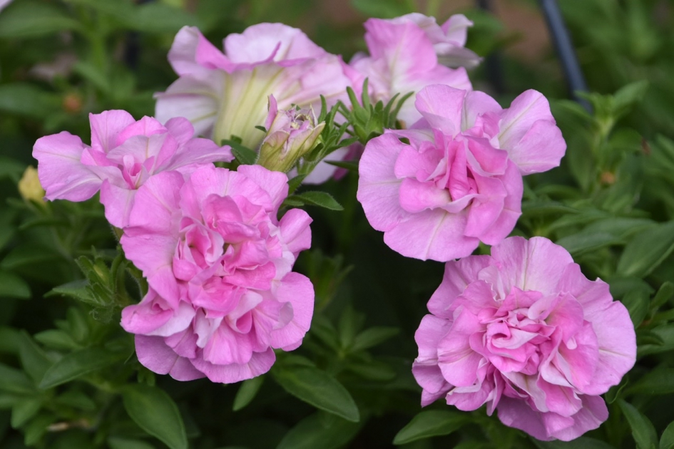 Mooi roze petunia - Planten - 