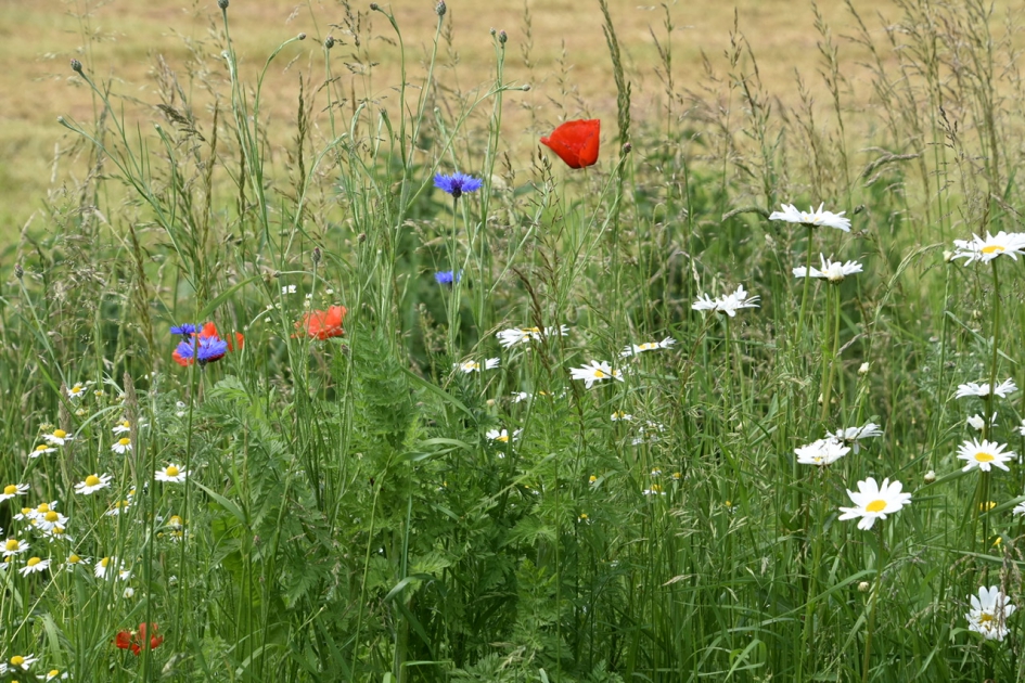 Mooie bermbloemen - Planten - 
