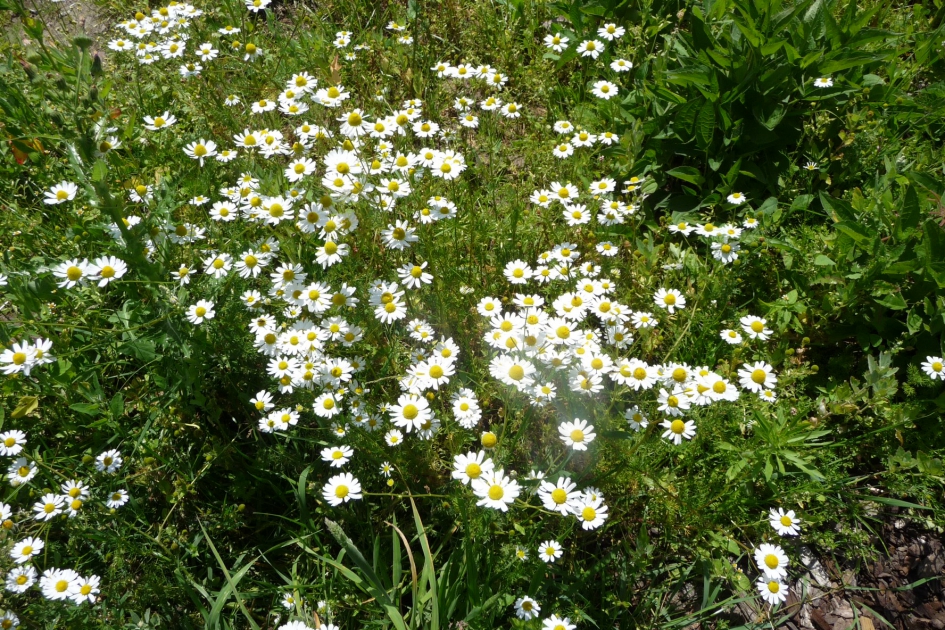 Vrolijke gezichtjes - Planten - 