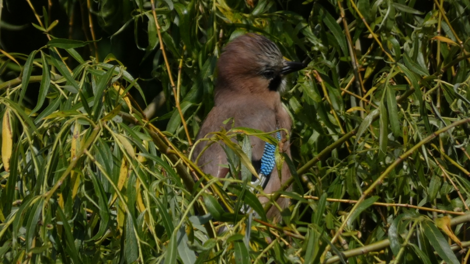 Ik ben zò moe! - Vogels - Vlaamse Gaai