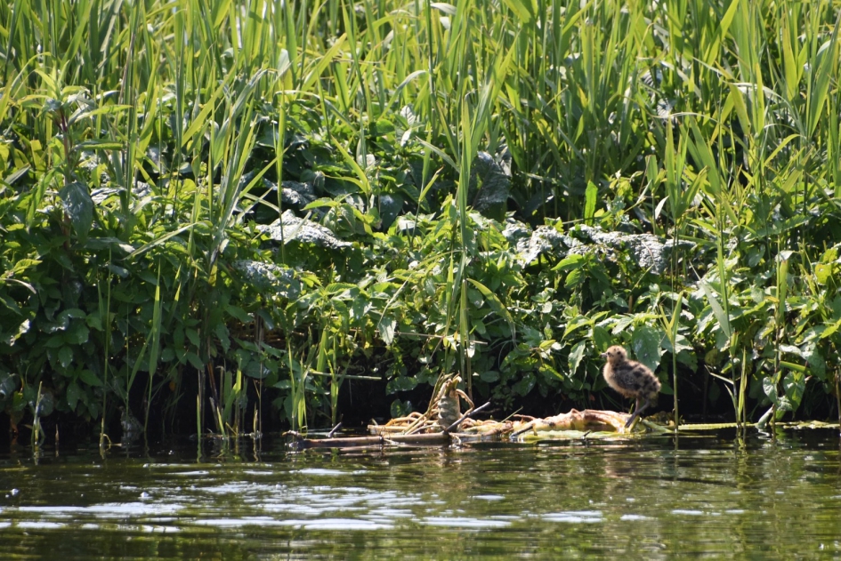 Jong pulletje - Vogels - 