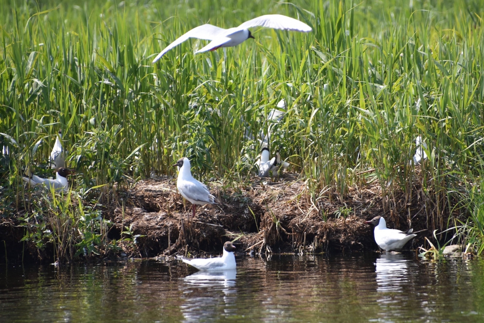 Kokmeeuwen - Vogels - 