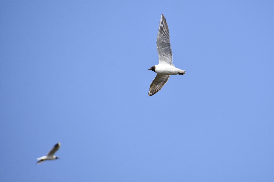 Kokmeeuwen - Vogels - 