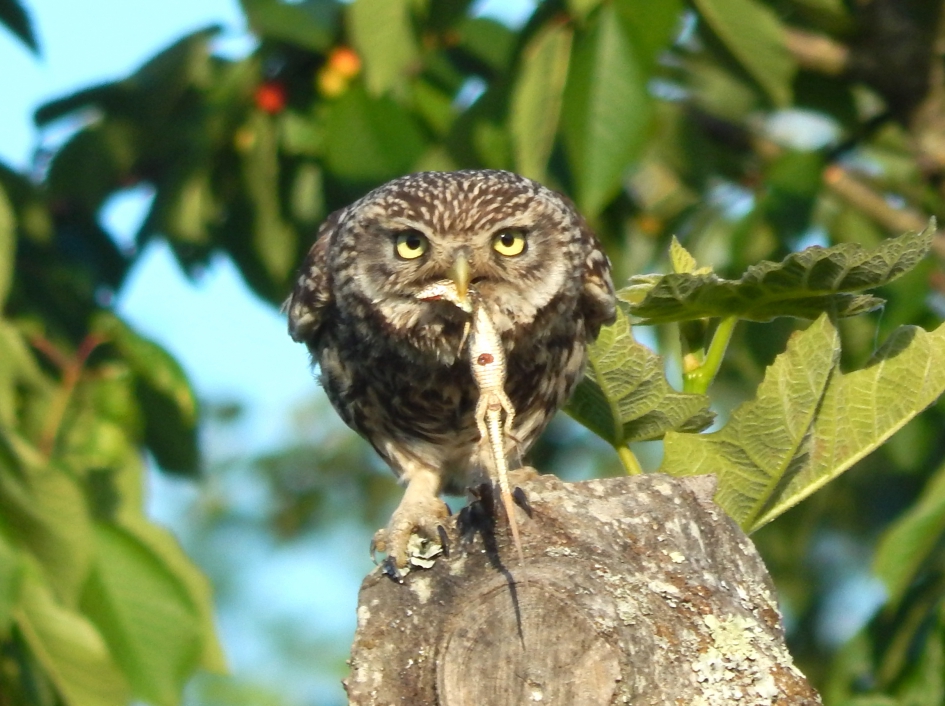 De één z’n dood is de ander z’n brood. - Vogels - Steenuil